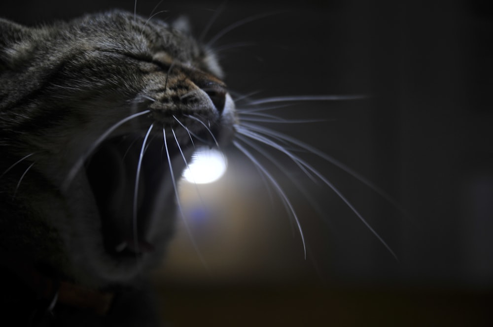 silver tabby cat looking at light