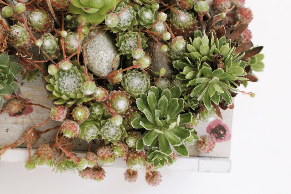 green and pink plant on white ceramic pot