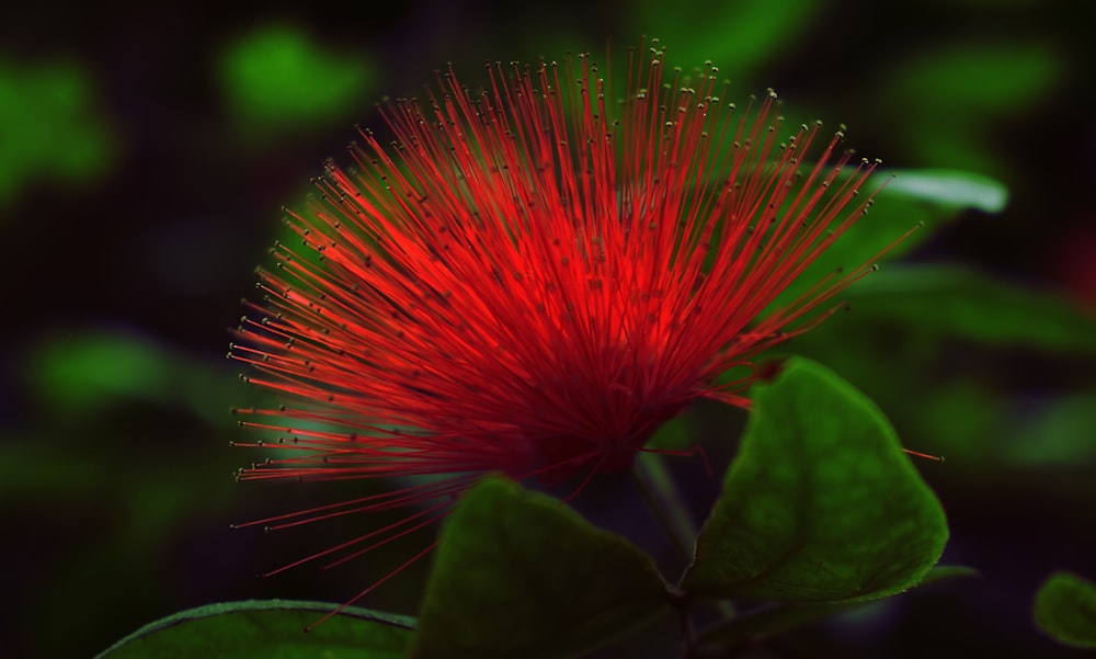 pink and green plant in close up photography