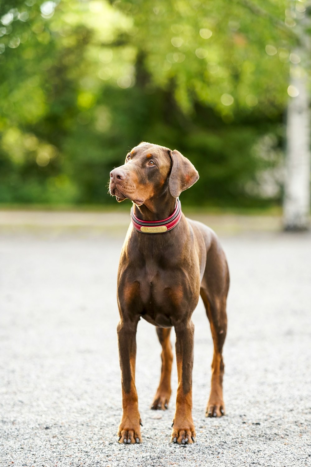 brown short coat medium dog on white sand during daytime