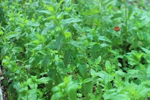 A vibrant patch of peppermint plants growing along a garden path