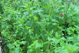 A vibrant patch of peppermint plants growing along a garden path