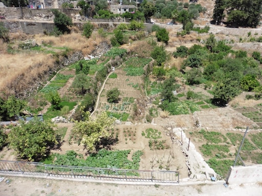 An aerial view of a patchwork of agricultural fields with varying shades of green and brown, interspersed with small trees and shrubs. Beyond the fields are buildings and a few trees, creating a rural landscape.