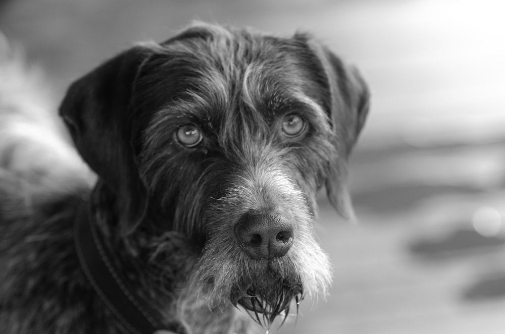 grayscale photo of long coated dog