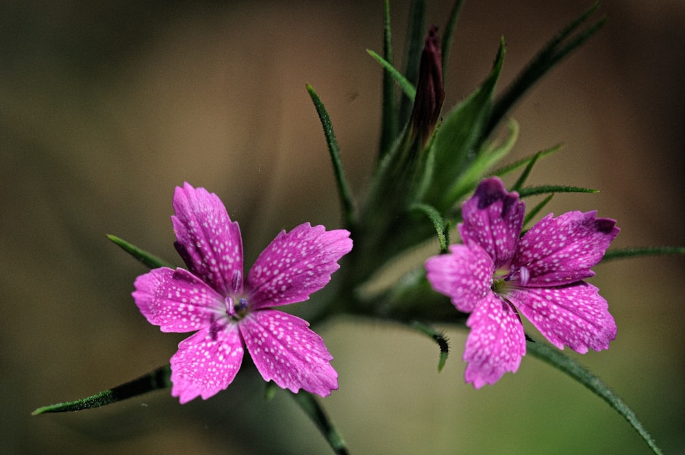 purple flower in tilt shift lens