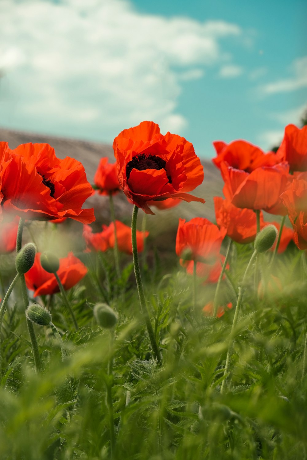 fiori rossi su campo di erba verde