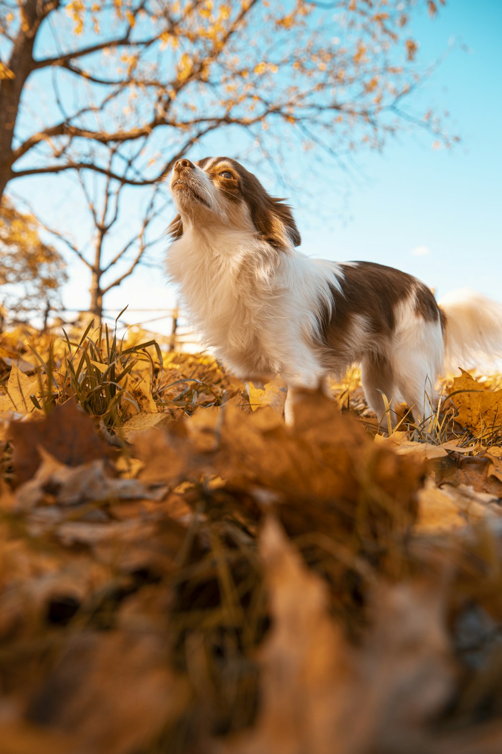 white and brown long coat small dog on brown dried leaves during daytime