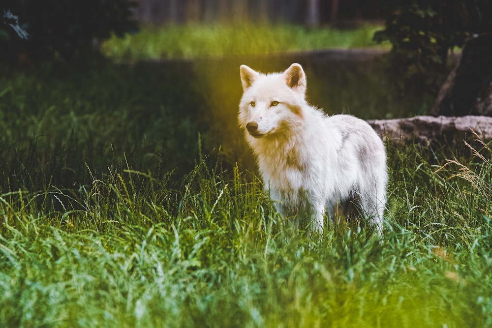 昼間の緑の芝生の上の白オオカミと灰色のオオカミ