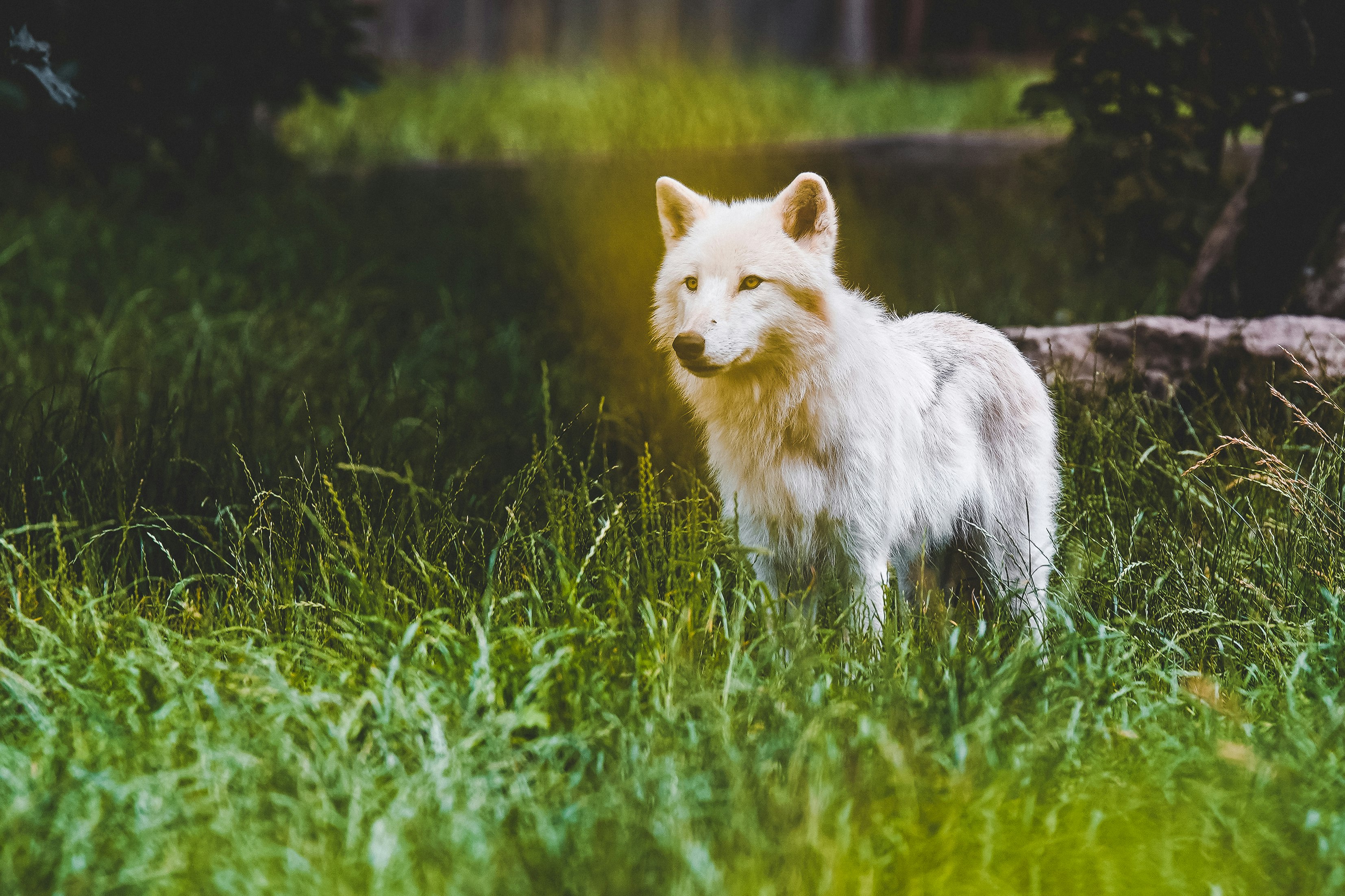 white and gray wolf on green grass field during daytime