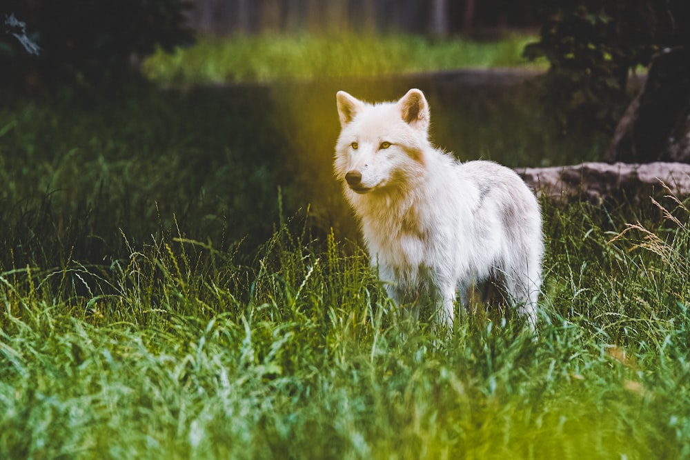 white and gray wolf on green grass field during daytime