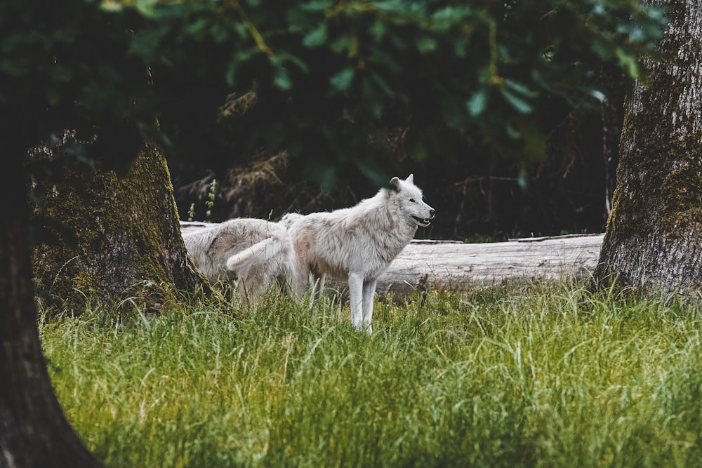 white wolf on green grass during daytime