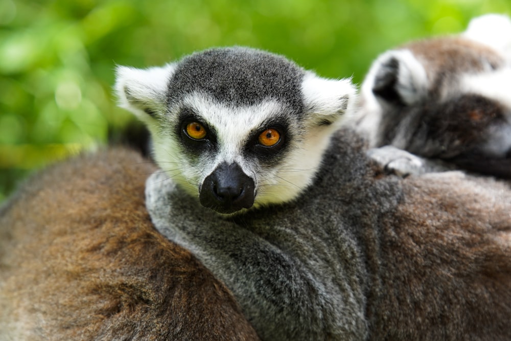 black and white lemur on brown rock