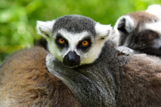 black and white lemur on brown rock in Parc Animalier de Sainte-Croix France