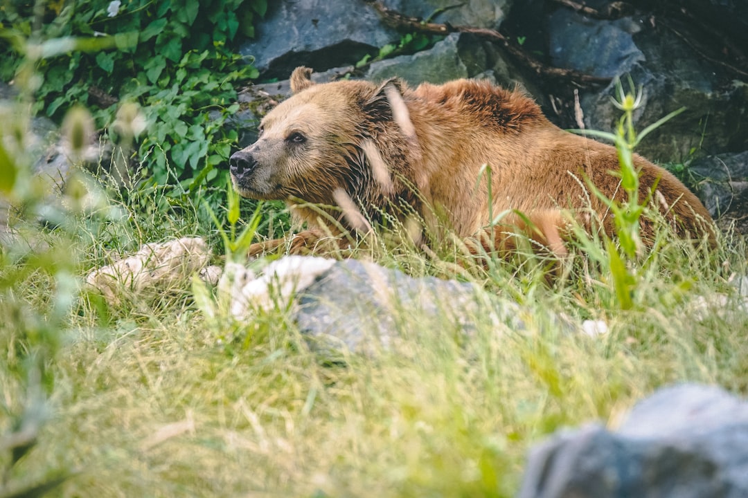 brown bear lying on green grass during daytime