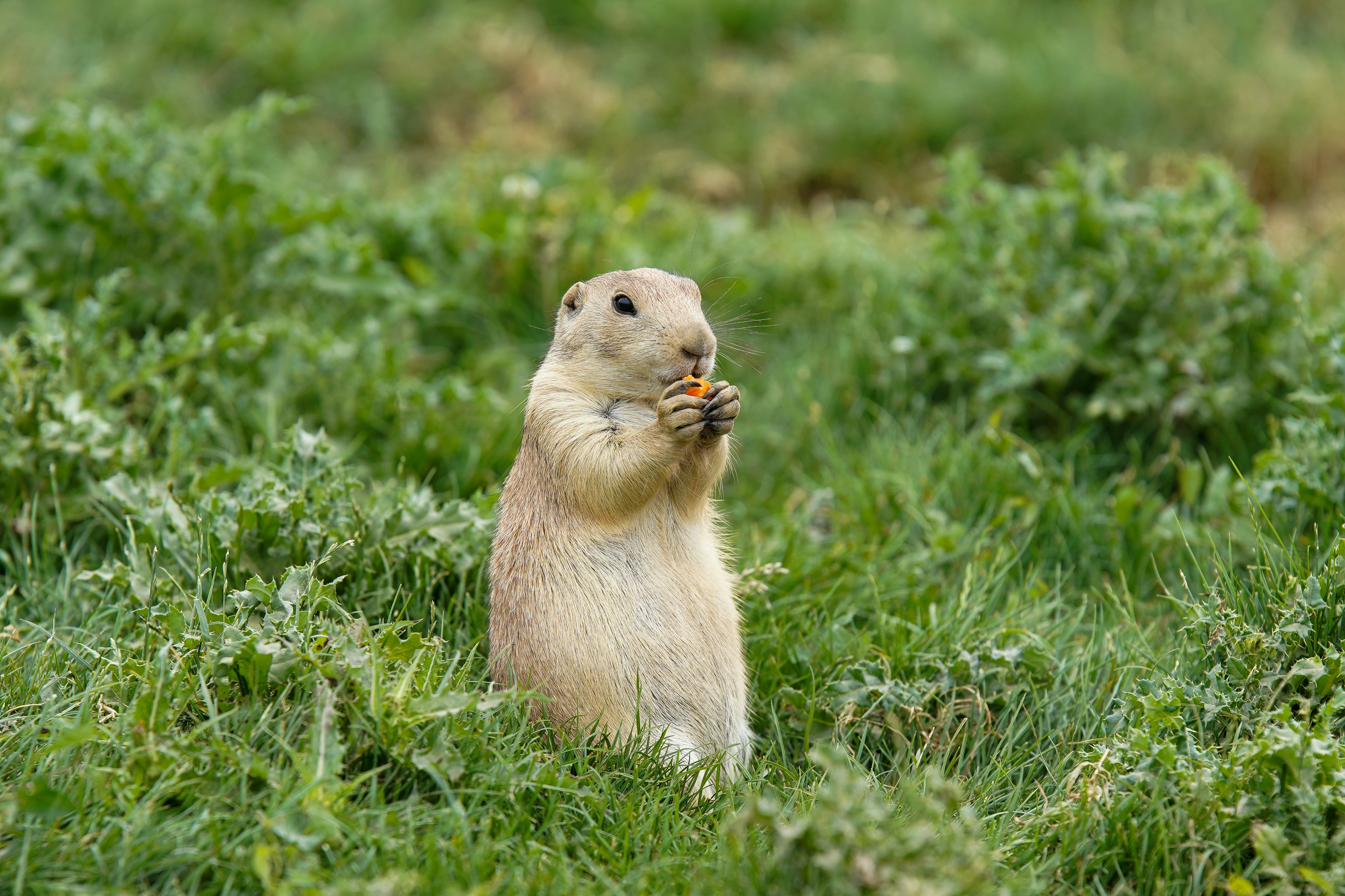 Rongeur brun sur l’herbe verte pendant la journée photo – Photo Route ...