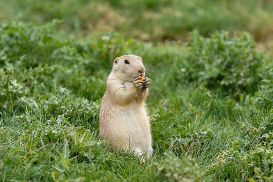 brown rodent on green grass during daytime in Parc Animalier de Sainte-Croix France
