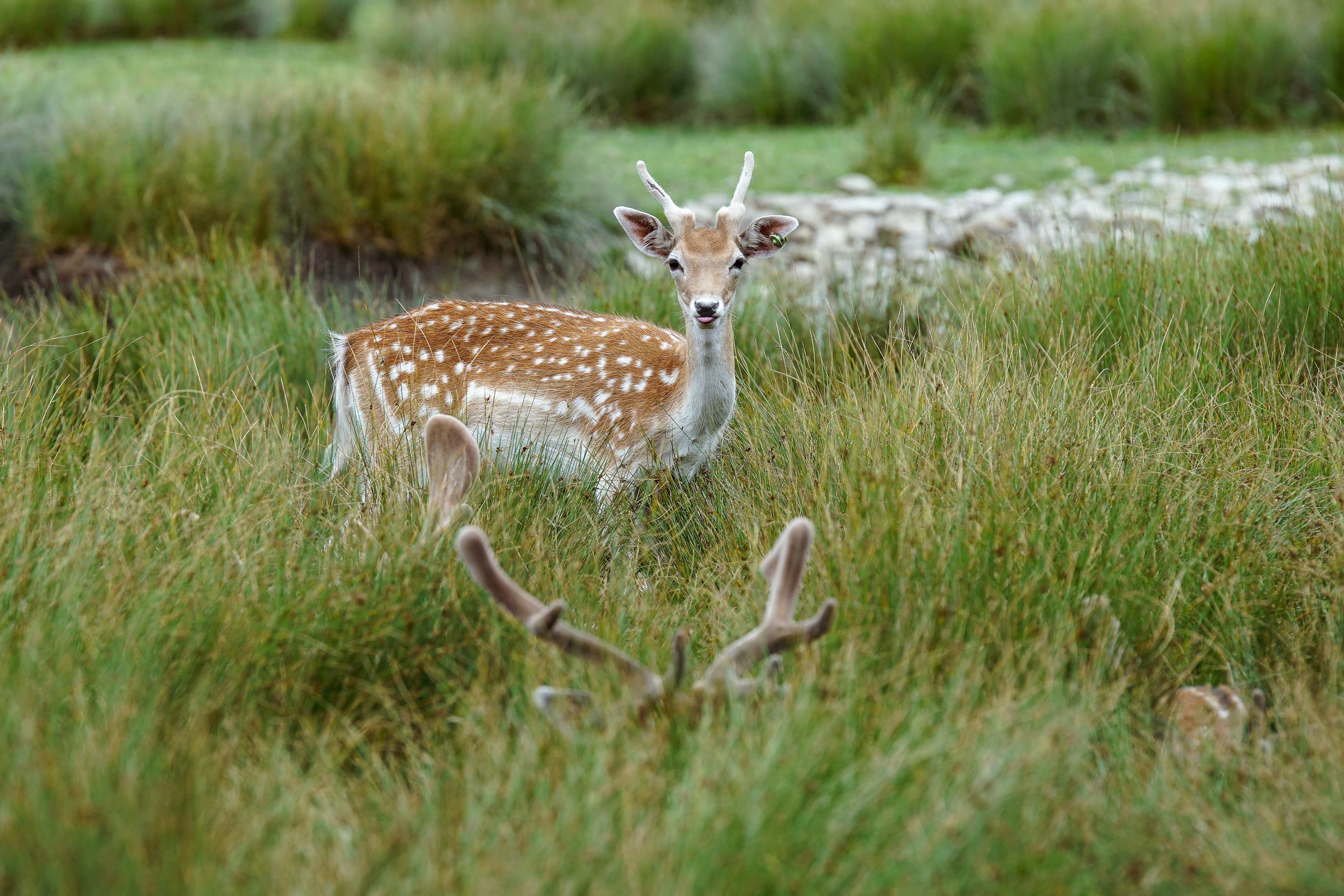 Fallow deer showing is tong