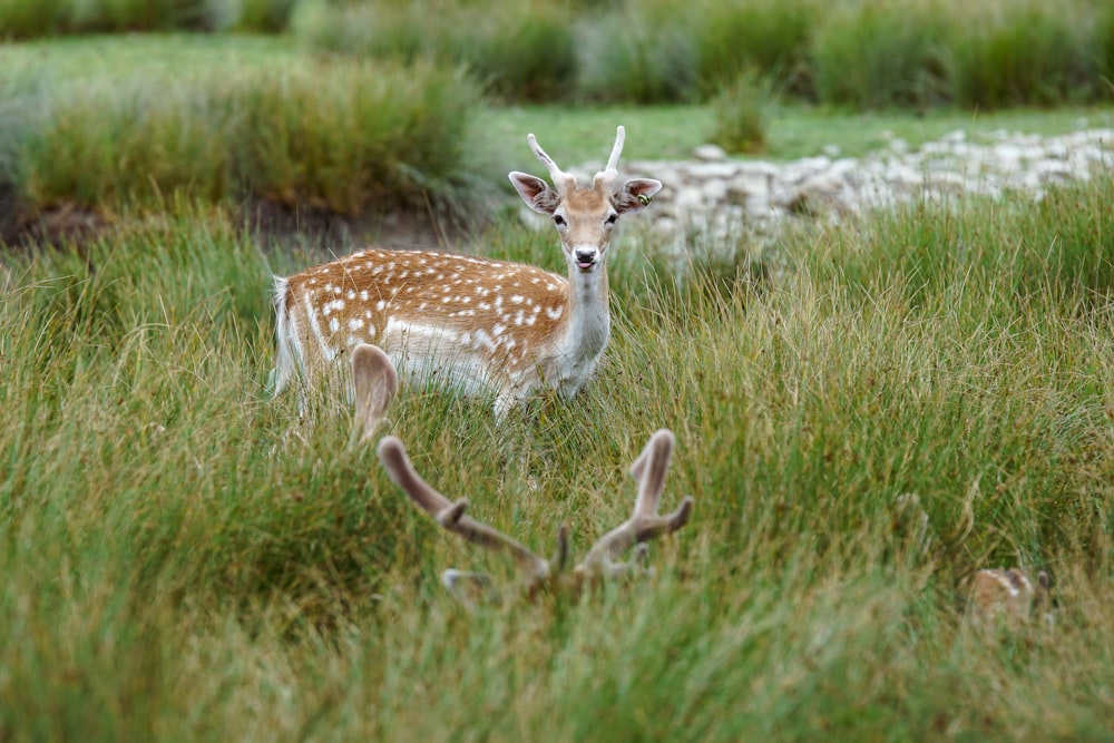 brown and white deer on green grass field during daytime