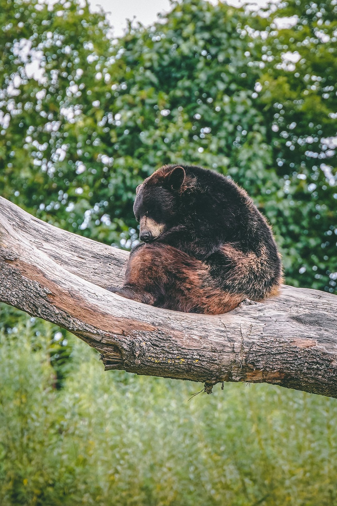 brown bear on tree branch during daytime
