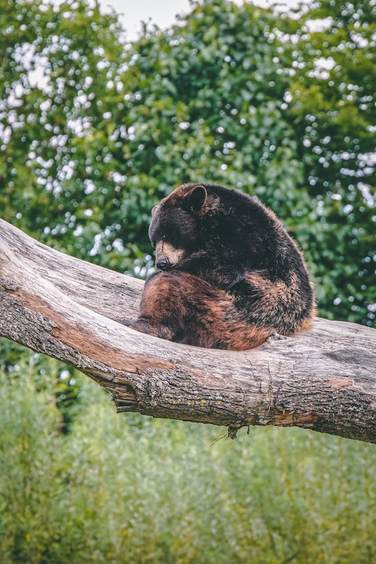 brown bear on tree branch during daytime in Parc Animalier de Sainte-Croix France