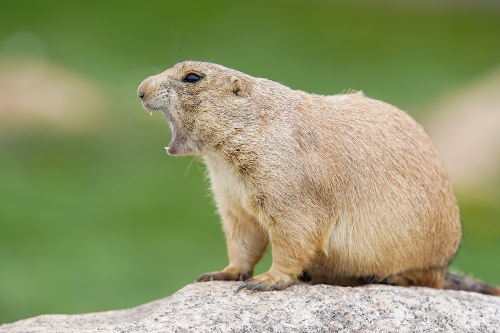brown rodent on brown rock