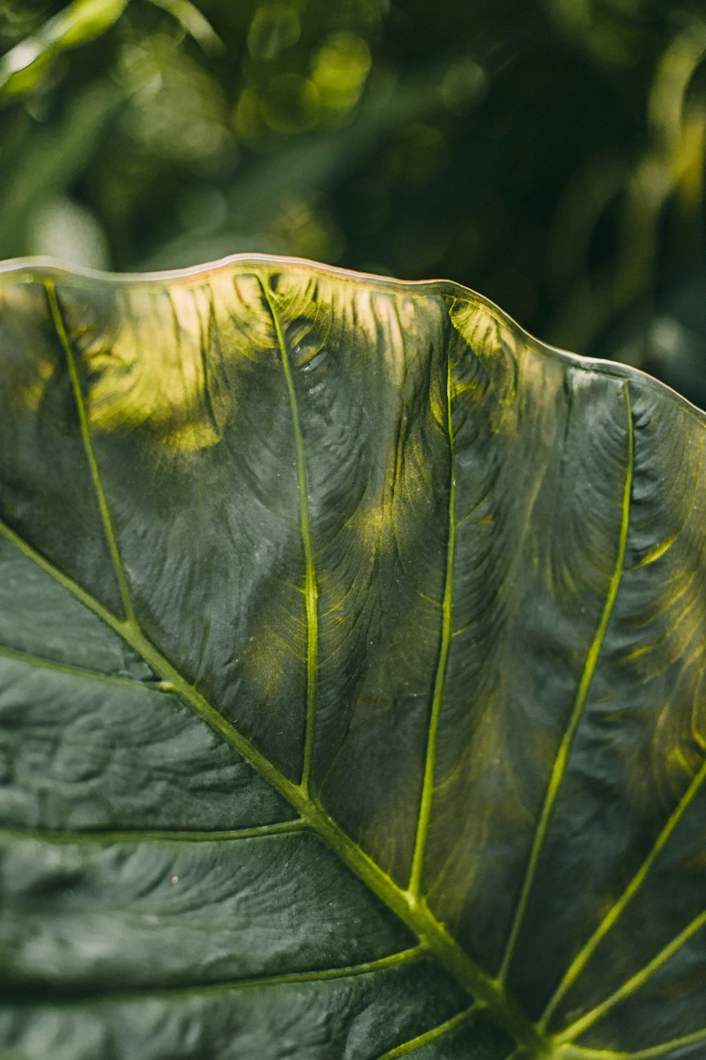 green leaf plant in close up photography