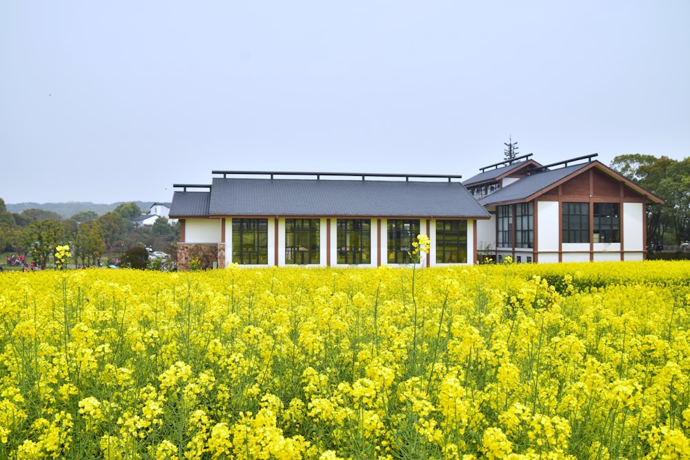 yellow flower field near white and black house during daytime