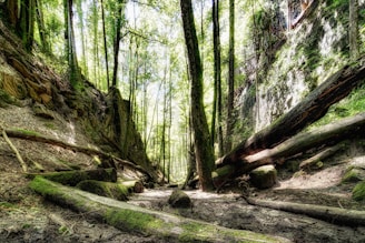 A forest scene characterized by tall trees with dense foliage, creating a canopy of leaves. Fallen logs and large rocks are scattered throughout the forest floor, which is dappled with sunlight filtering through the trees. The terrain is rugged and sloped, with a natural pathway leading deeper into the forest.