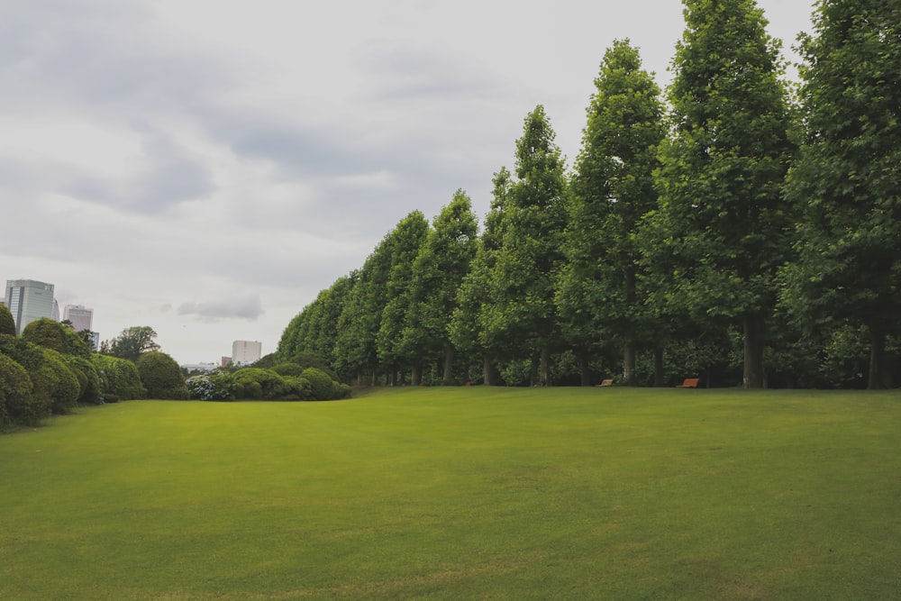 green grass field with trees under white sky during daytime