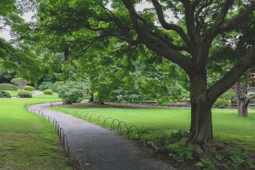 green grass field with trees