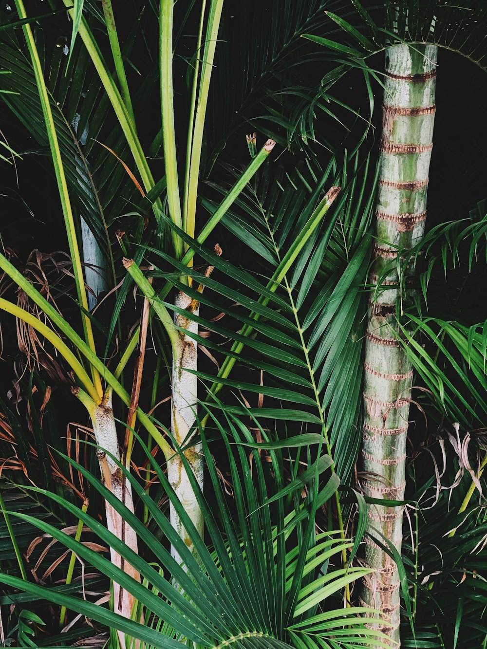 green banana tree during daytime