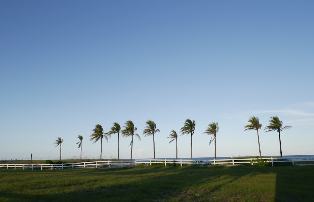 green coconut palm trees on green grass field under blue sky during daytime