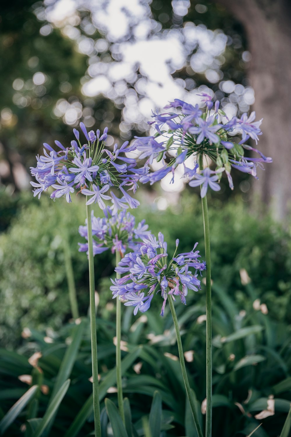 purple flower in tilt shift lens