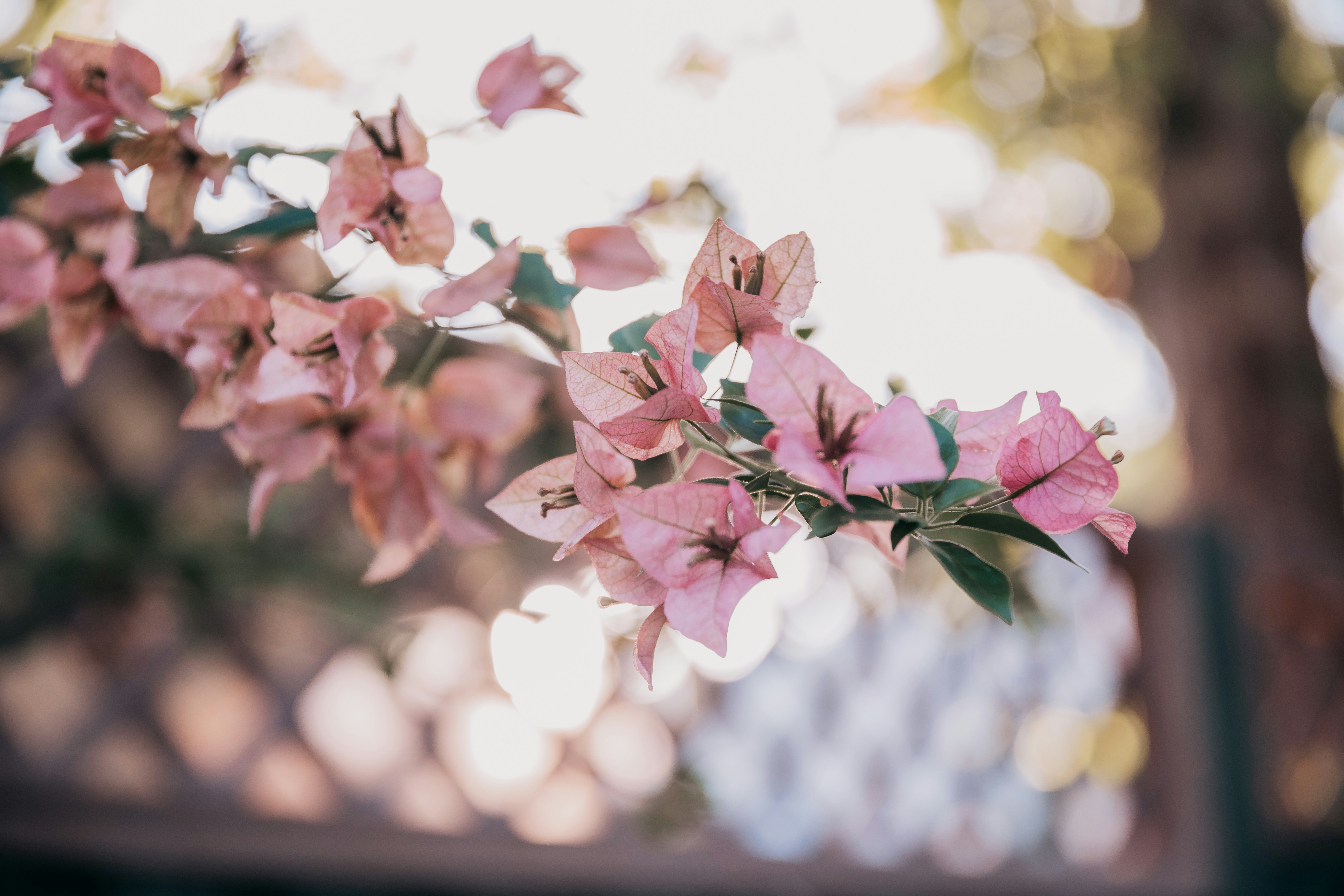 Photo by maciejonesphotography