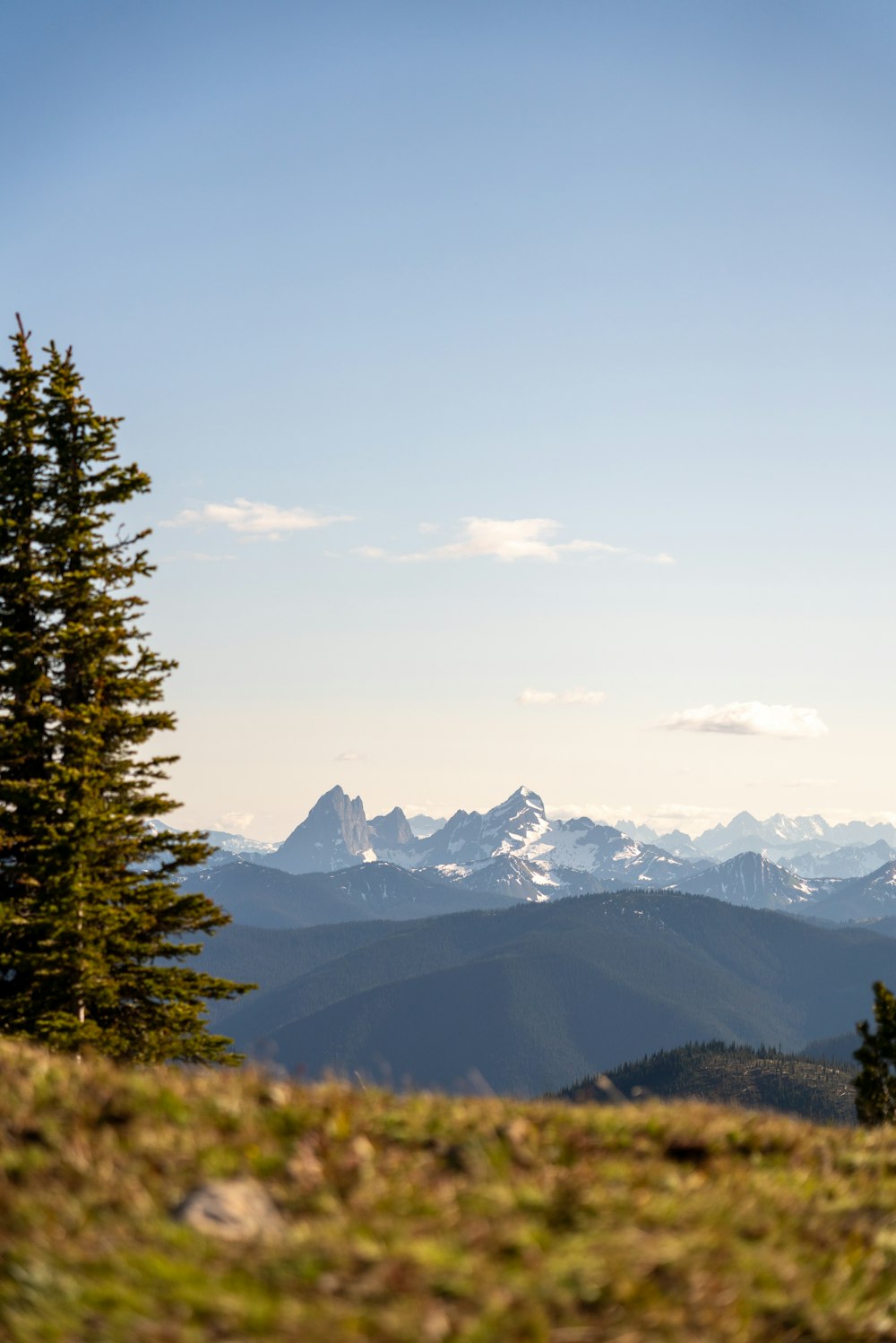 green pine tree near mountain during daytime