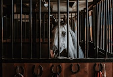 white horse in brown cage