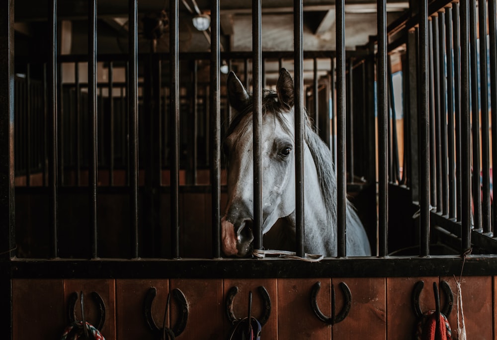 white horse in brown cage