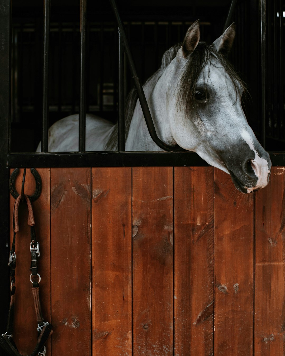 white horse in black cage