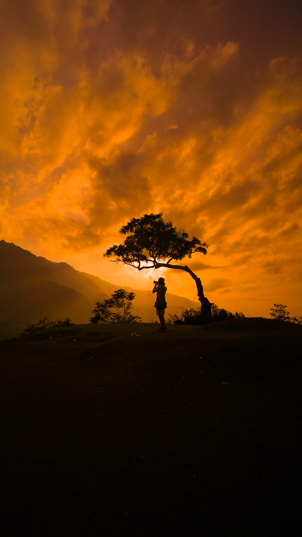 silhouette dell'uomo in piedi vicino all'albero durante il tramonto