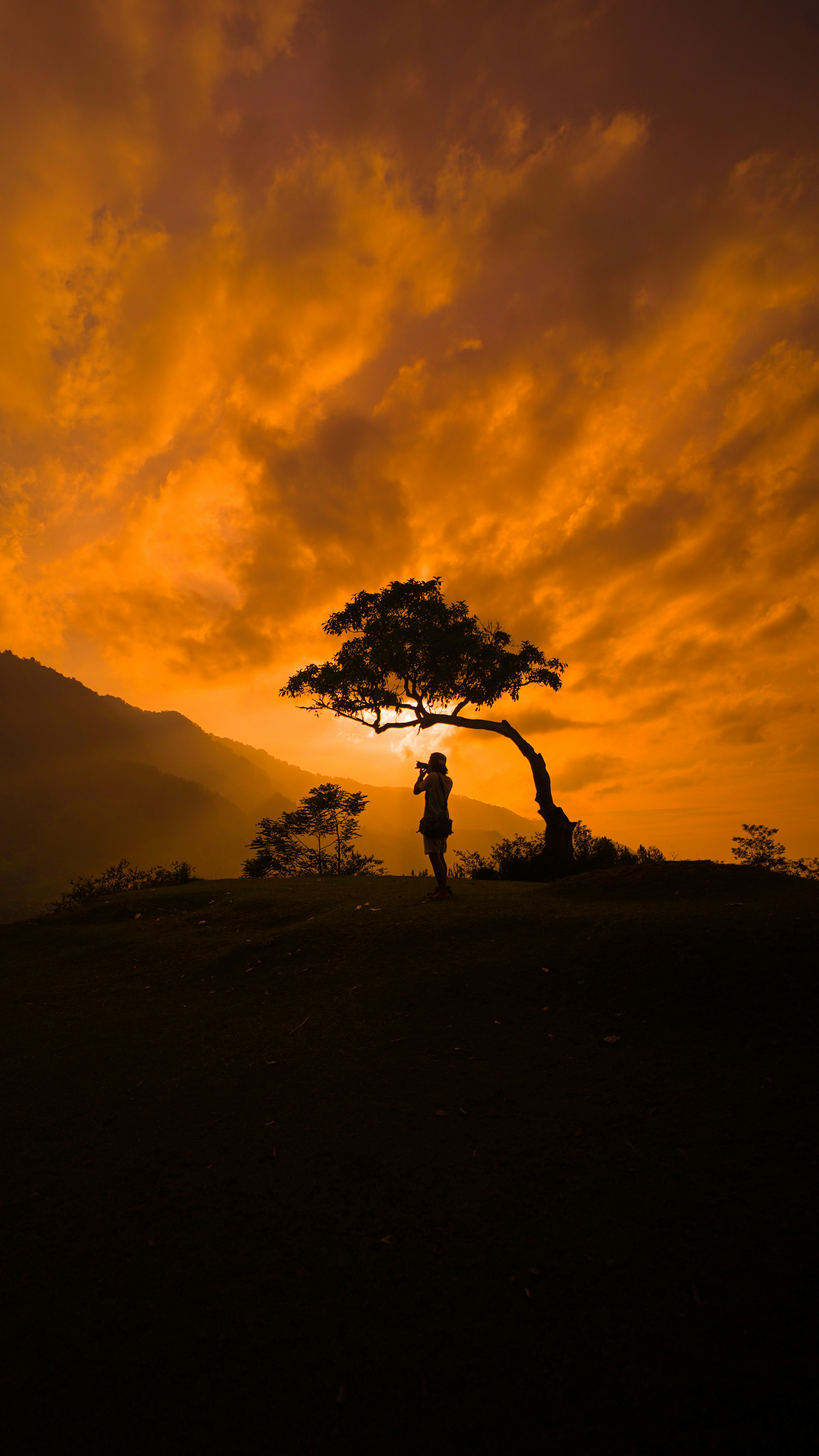 silhouette of man standing near tree during sunset