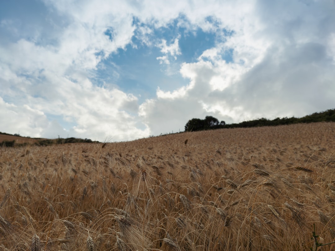 brown grass field under blue sky and white clouds during daytime