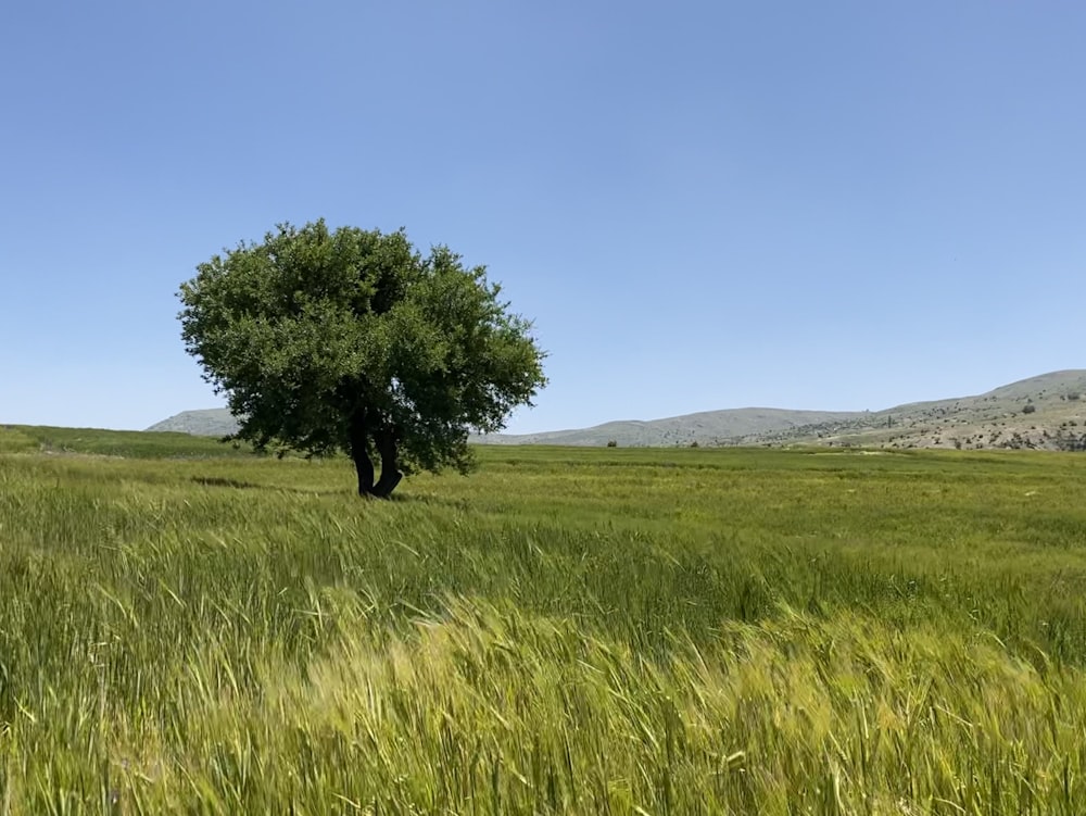 green tree on green grass field under blue sky during daytime