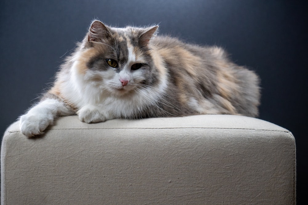 brown white and black cat lying on gray textile