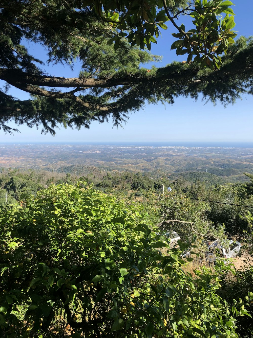 green trees on mountain during daytime