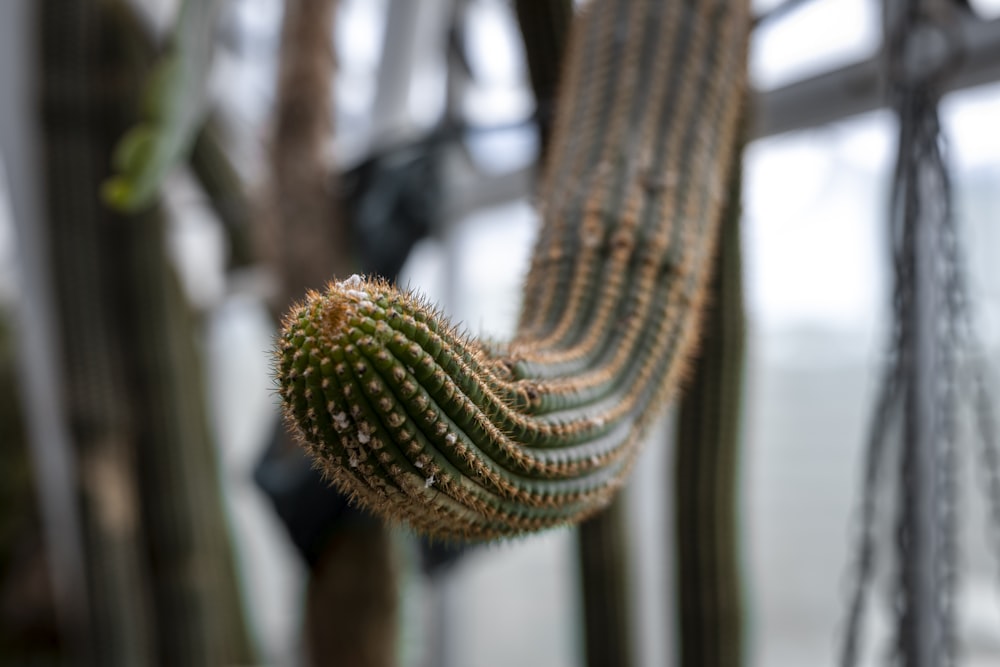 cactus verde in fotografia ravvicinata