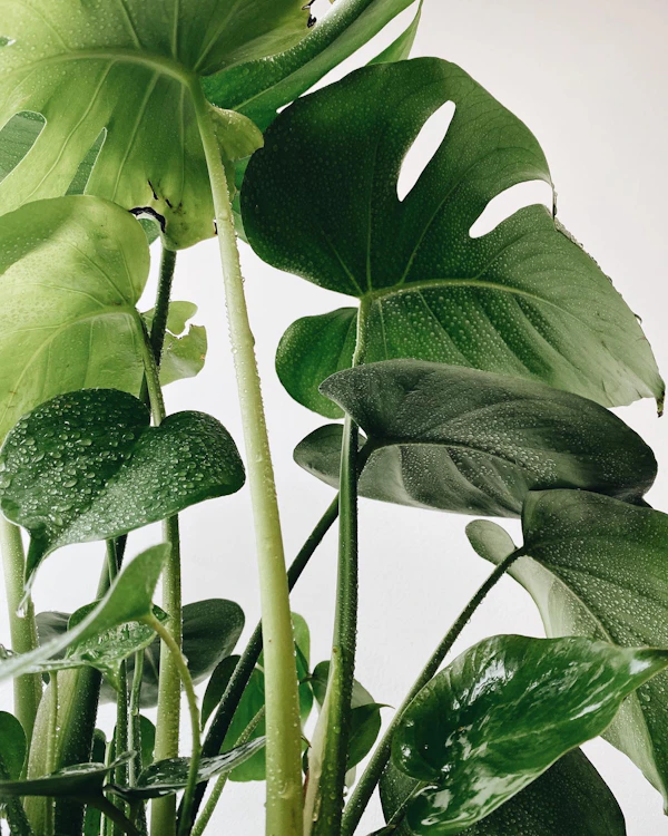 Green Leaves