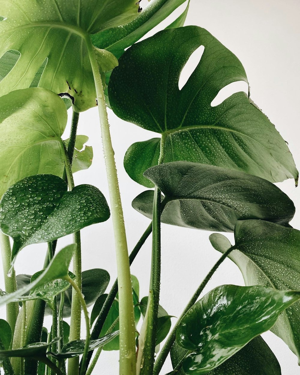 Hojas verdes en la fotografía de primer plano