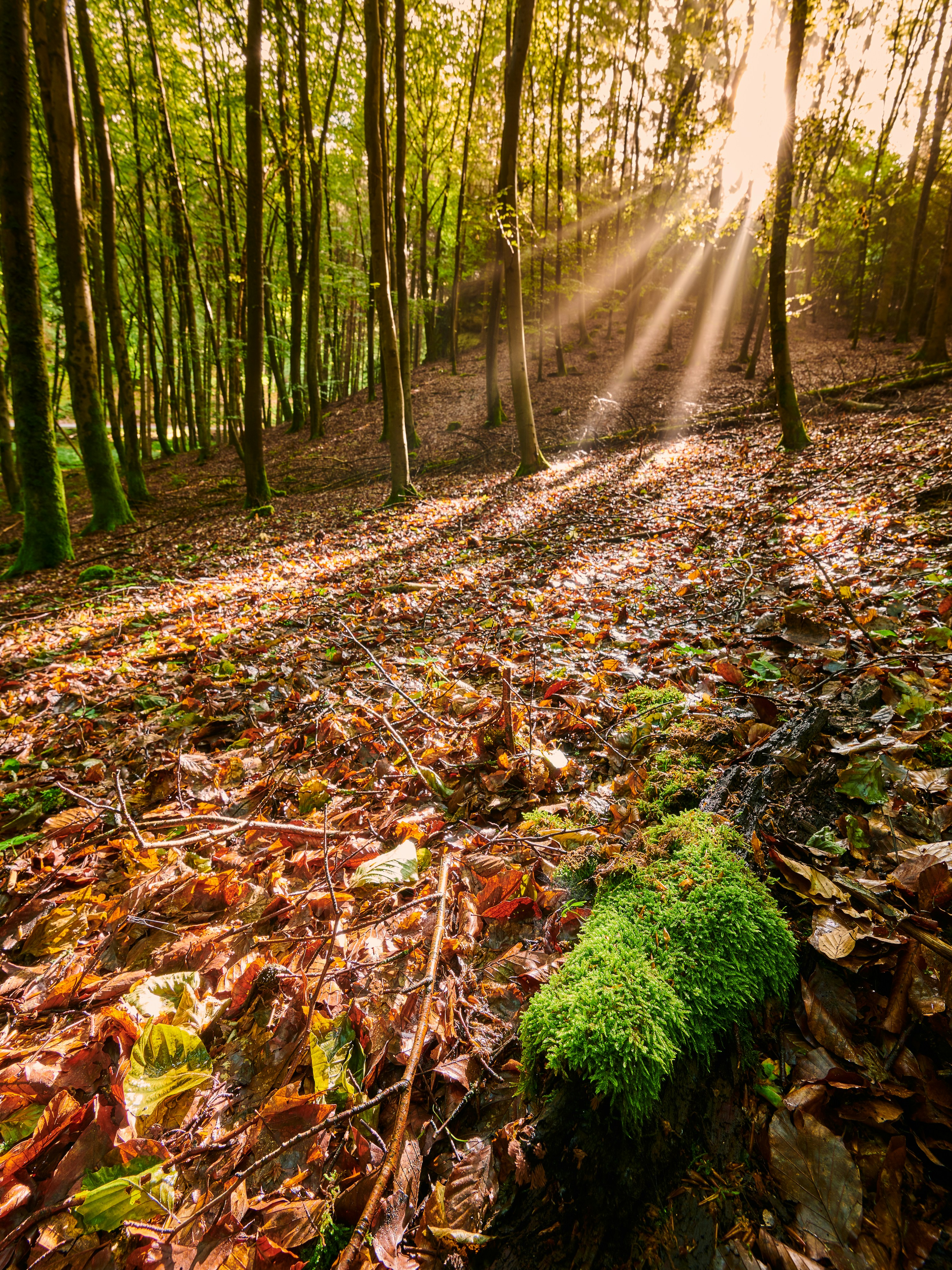 Photo by johnygoerend