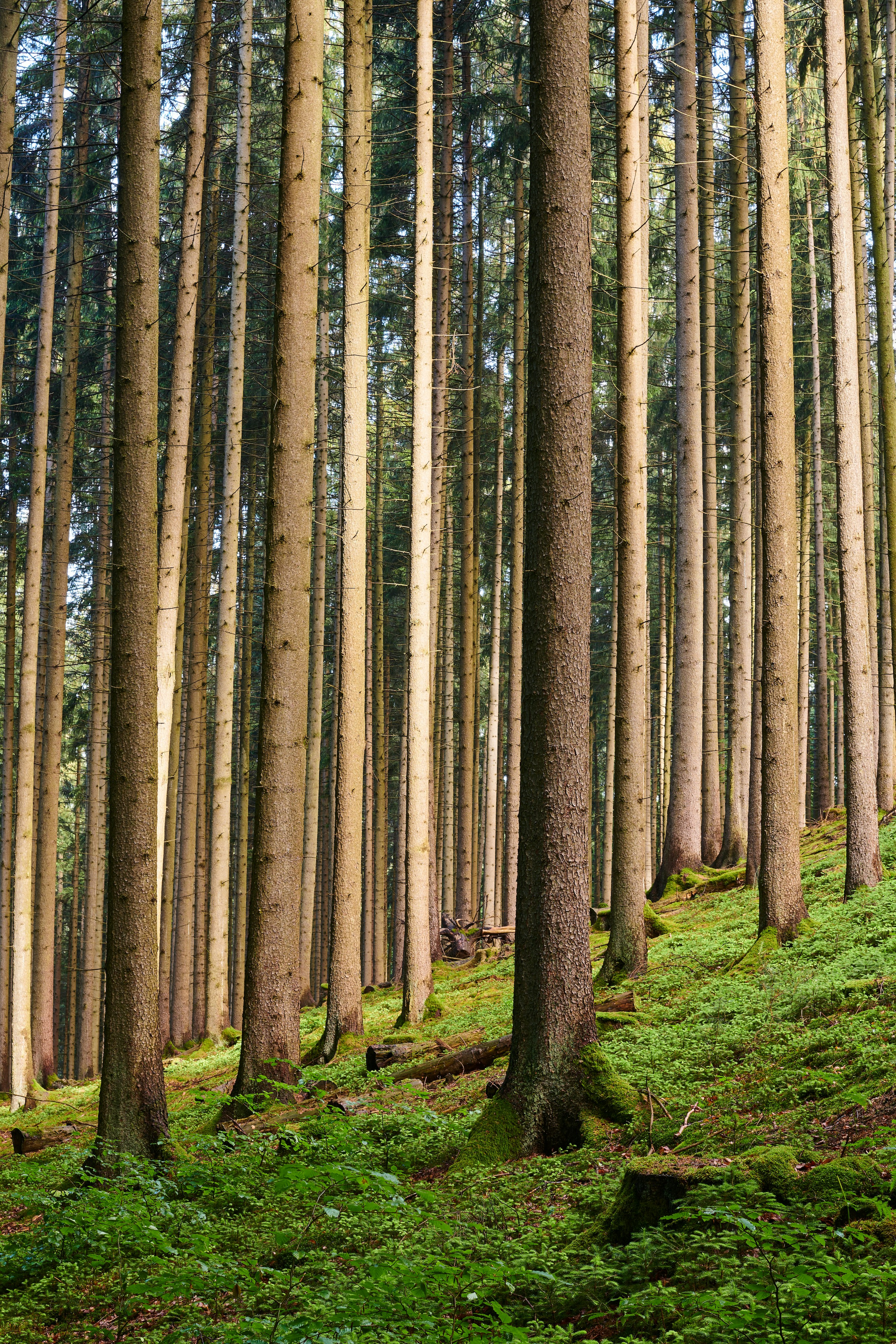 Photo by johnygoerend