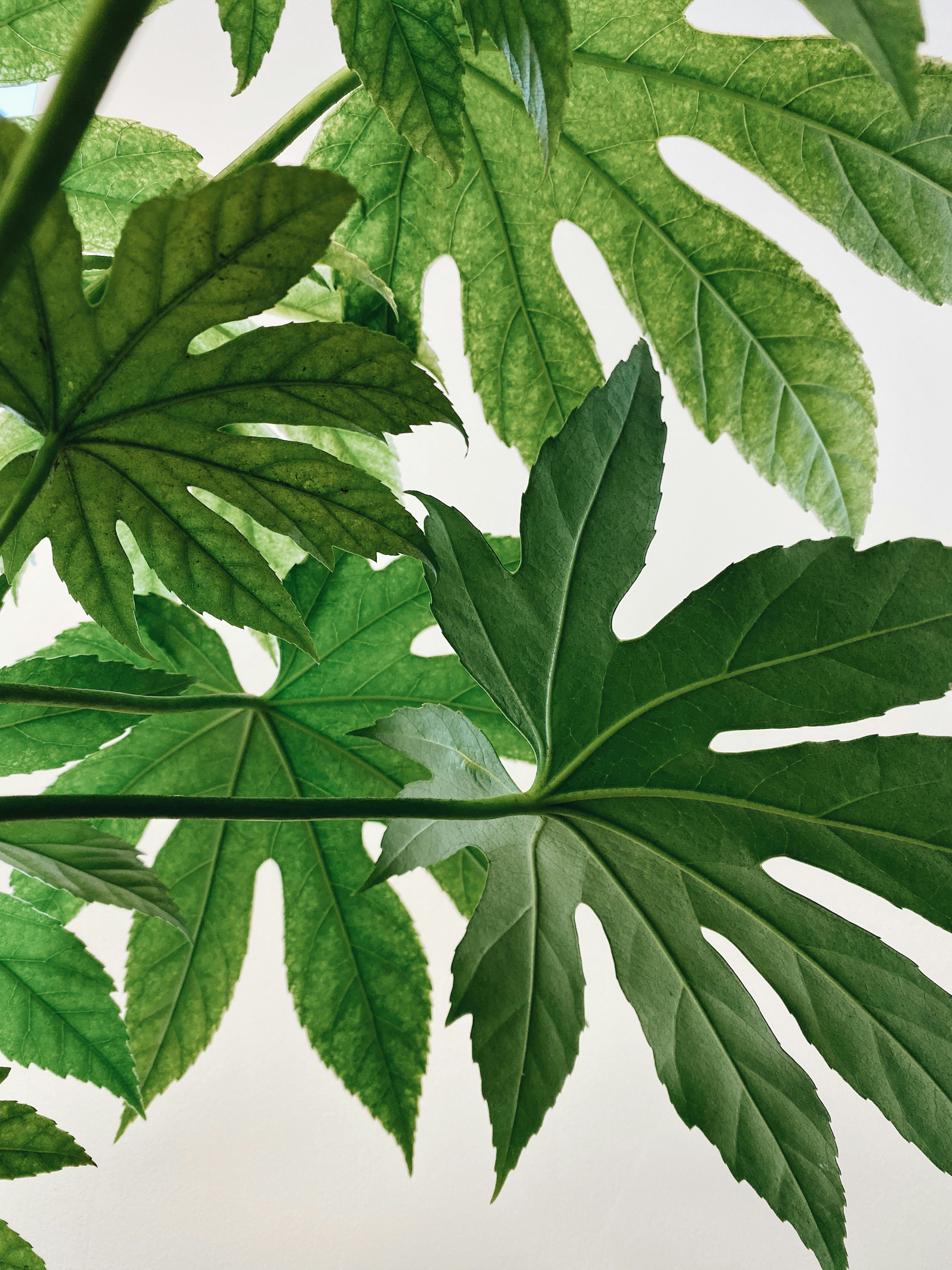 Фатсія — Fatsia japonica